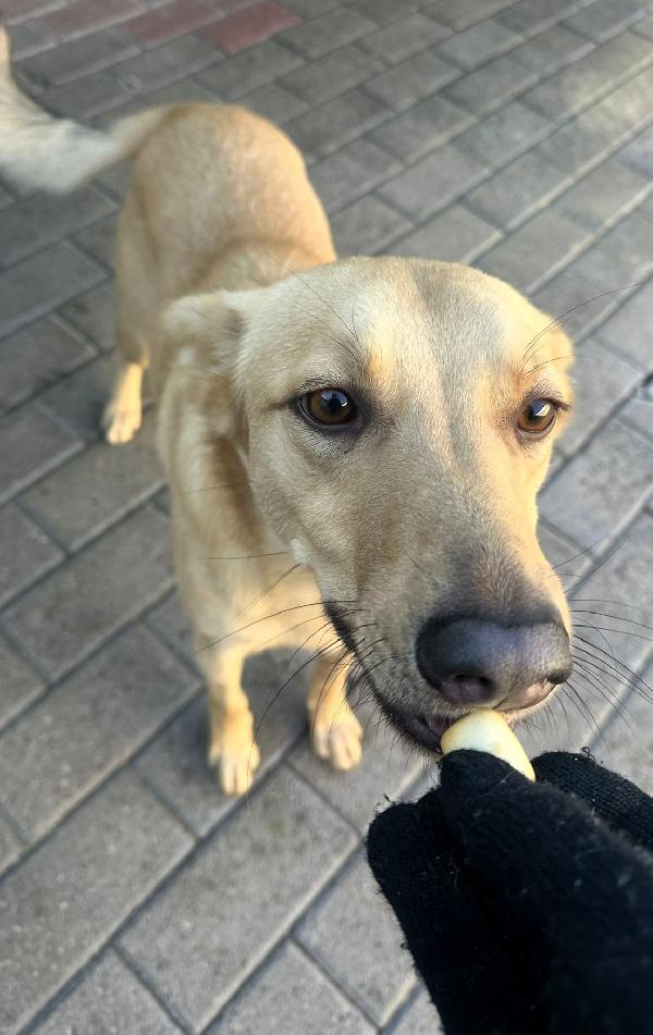 MANUEL CAGNOLINO TIMIDO Foto 4